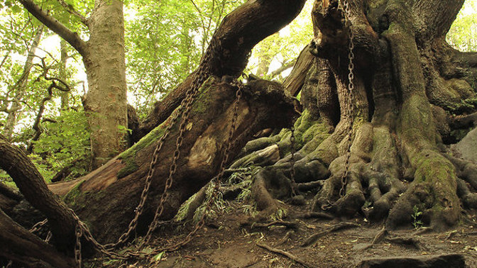 Podivná britská atrakce: Je dub v parku Alton Towers spoutaný těžkými řetězy kvůli prokletí?