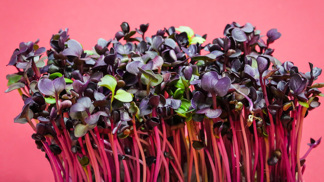 Mikrozelenina: Vitamínová bomba, kterou zvládnete vypěstovat i na parapetu