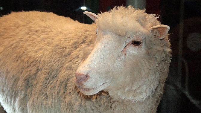 Ovce Dolly byla vůbec prvním savcem, který se narodil jako klonovaný. Vznikla z buňky mléčné žlázy své matky ve Skotsku
