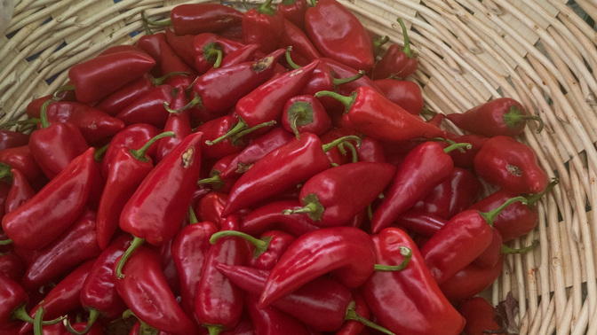 Pěstování paprik ze semínek: Právě je čas k jejich setí