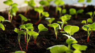 Zahradnický rok začíná, rané ředkvičky a karotku můžete vysévat už koncem února