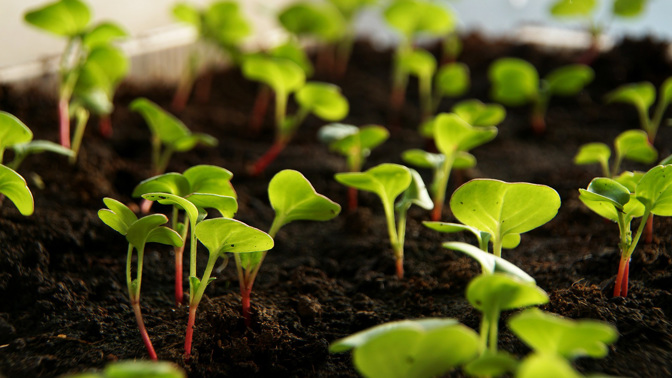 Zahradnický rok začíná, rané ředkvičky a karotku můžete vysévat už koncem února