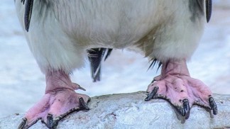 KVÍZ: Poznáte ptáka podle nohou? Je častým hrdinou animáků (ŘEŠENÍ)