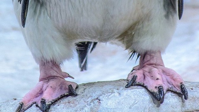 KVÍZ: Poznáte ptáka podle nohou? Je častým hrdinou animáků