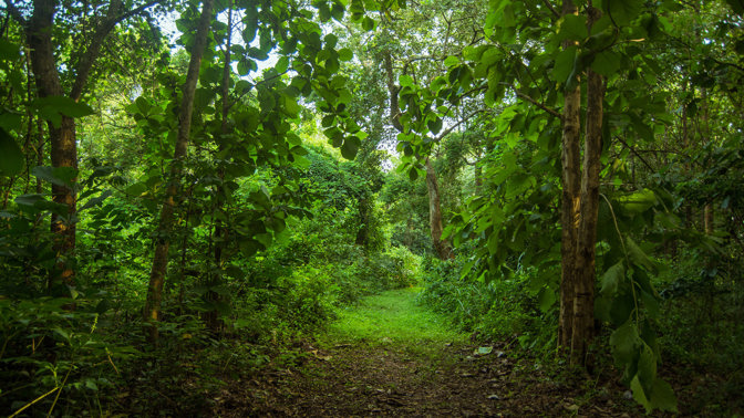 Ibadanský les hrůzy: Vraždy ve jménu černé magie vyděsily i otrlé kriminalisty