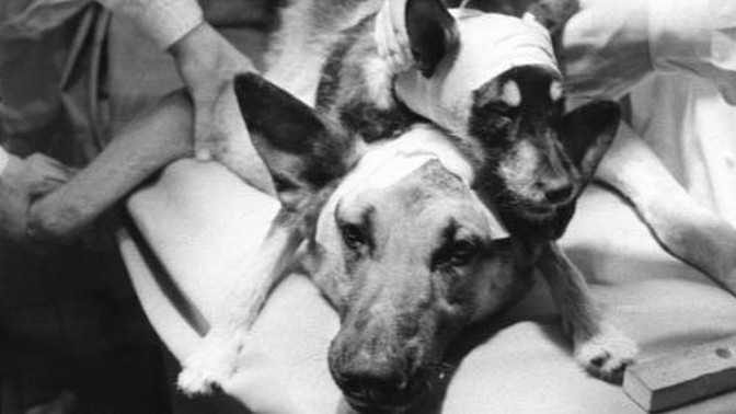 Ruský vědec Vladimir Děmichov stvořil dvouhlavého psa. Experiment byl jen pro otrlé