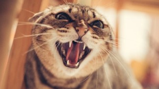 Bizarní letecký incident: Toulavá kočka poslala k zemi pilota i letadlo