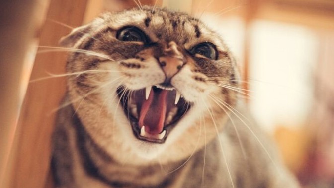 Bizarní letecký incident: Toulavá kočka poslala k zemi pilota i letadlo