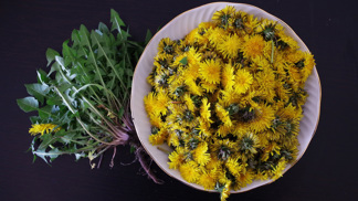 Mladé listy pampelišky: Skvělá a zdravá alternativa nejen do salátu, když chcete ušetřit za rukolu