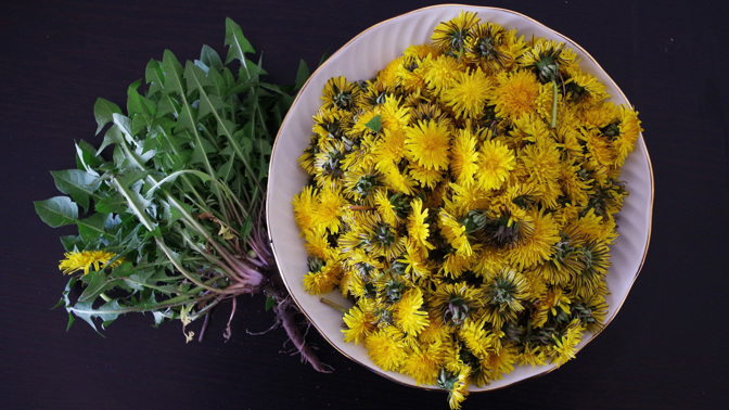 Mladé listy pampelišky: Skvělá a zdravá alternativa nejen do salátu, když chcete ušetřit za rukolu