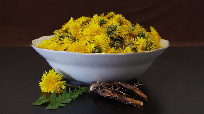 Pampeliška lékařská: 7 způsobů, jak může být užitečná pro vaše zdraví