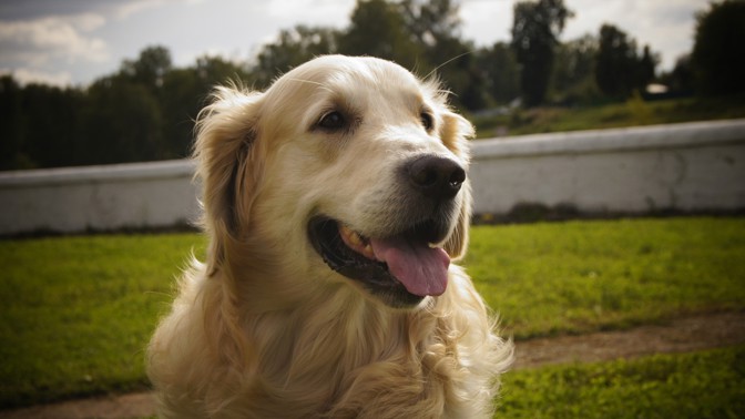 Nora (35): Netušila jsem, jaké máme s manželem problémy. Dokud jsme si nepořídili psa