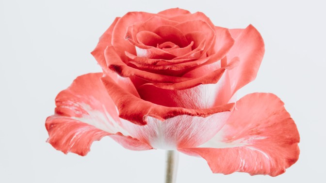 MDŽ a karafiáty: Květiny, jejichž pověst zničil socialismus, k nám dovezl jeden chytrý voják