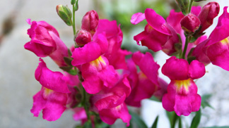 Připravte se na letní záplavu krásy: Jak si předpěstovat ty nejúžasnější letničky