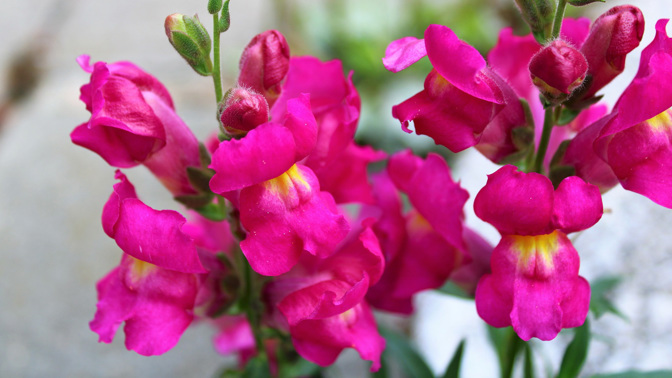 Připravte se na letní záplavu krásy: Jak si předpěstovat ty nejúžasnější letničky