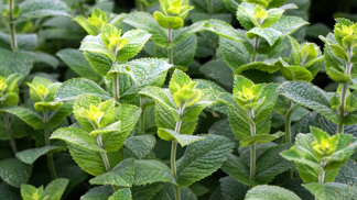 Vypěstujte si tu nejlepší mátu. Je to snadné a její účinky ocení i váš partner