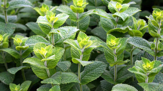 Vypěstujte si tu nejlepší mátu. Je to snadné a její účinky ocení i váš partner