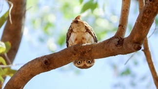 Snímek, který v temné době baví svět. Sovička si hrála s fotografem na schovávanou