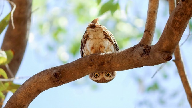 Snímek, který v temné době baví svět. Sovička si hrála s fotografem na schovávanou