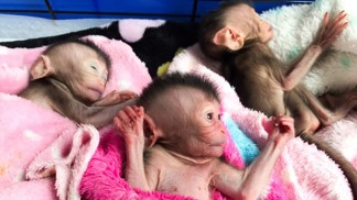 V Thajsku zachránili vzácná opičí trojčata, jména dostala po členkách dívčí kapely