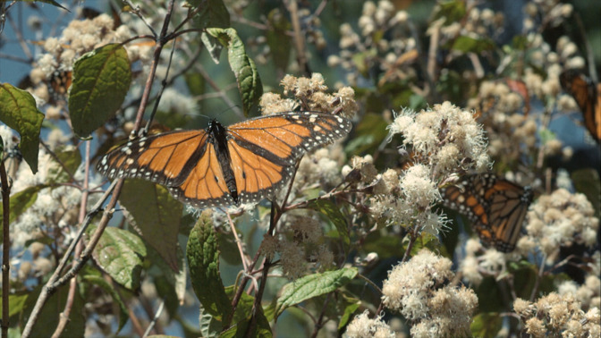 Dokument Divoká roční období: 10 největších zajímavostí, které se právě dějí v přírodě