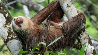 Hvězdy českých zoo: Seznamování lenochodů probíhá skutečně bizarním způsobem