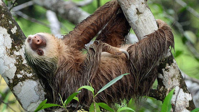 Hvězdy českých zoo: Seznamování lenochodů probíhá skutečně bizarním způsobem