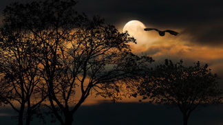 Magický růžový superúplněk: Kterých znamení zvěrokruhu se nejvíce dotkne?