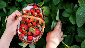 Jahody na balkon: Tyhle odrůdy se osvědčily. Poradíme, jak je pěstovat