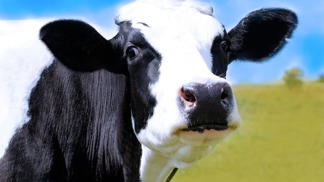 Plánička by se divil: Krávy si užívaly sítě 5G ještě dříve než lidé, v Česku je už dojí roboti