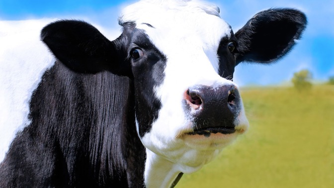 Plánička by se divil: Krávy si užívaly sítě 5G ještě dříve než lidé, v Česku je už dojí roboti