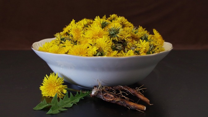 Pampeliškový med: Žlutý zázrak pomáhá nejen proti virózám. Pozor na chyby při výrobě