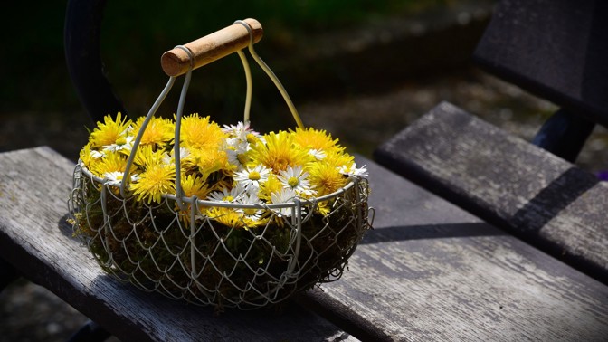 Báječné účinky kořenu pampelišky. Takto může prospět vašemu zdraví