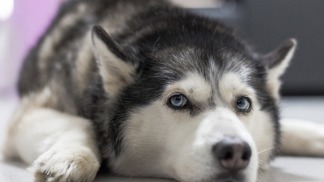 Šílený milostný trojúhelník: Americký pár si užíval s huskym, dokonce si postavili doupě neřesti