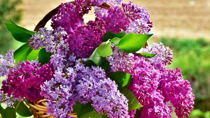 Zázračný šeřík si poradí s bolestí hlavy a pomůže při hubnutí. Kvete všude kolem a navíc je zadarmo