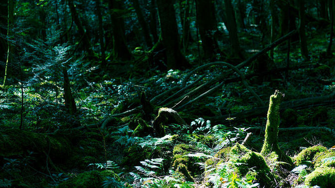 Aokigahara, nejděsivější les světa: Japonci sem nosili nepotřebné důchodce, čekala je hrozná smrt