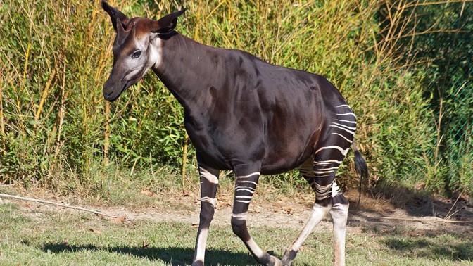 Hvězdy českých zoo: Okapi, jediný savec, který si dokáže olíznout vlastní ucho
