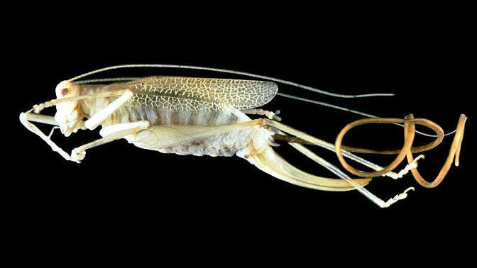 Když dospěje, začne produkovat proteiny, které ovlivní chování hmyzu. Donutí ho skočit do vody, kde se může parazit dál rozmnožovat. 