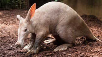 Hvězdy českých zoo: Hrabáč kapský má rypák prasete, ocas klokana a uši zajíce