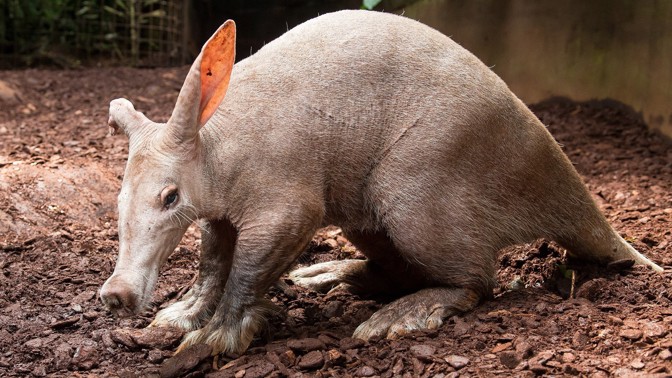 Hvězdy českých zoo: Hrabáč kapský má rypák prasete, ocas klokana a uši zajíce