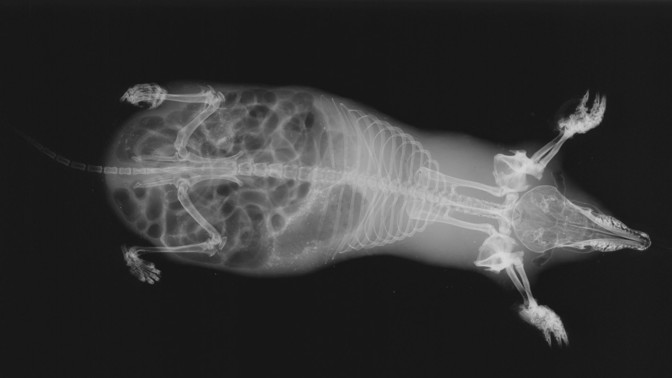 Zvířata pod rentgenem: Podívejte se, jak vypadá krtek, had nebo nejmenší žába na světě