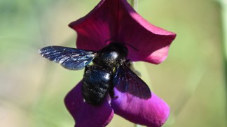 Vzácná černá včela drvodělka: Do Česka se vrací po sto letech kvůli globálnímu oteplování, je nebezpečná?