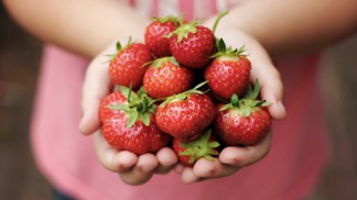 Sezona jahod je tady: Obsahují spoustu vitamínů, minerálů, působí proti rakovině a báječně chutnají