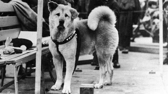 Statečný Hačikó: Dojemný příběh nejvěrnějšího psa na světě