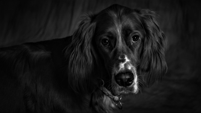 Mluvící pes Don: Podivuhodný příběh mazlíčka, který prý uměl požádat o moučník