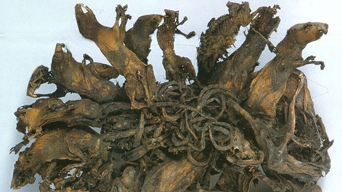 Legenda o Krysím králi: Bizarní hříčka přírody, nebo výnosný podvod?