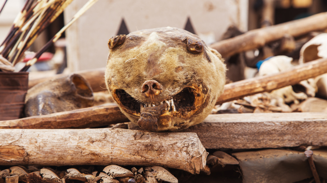 Bizarní tržiště Akodessawa: Ráj vyznavačů voodoo a lidí, kterým neumí pomoct lékaři