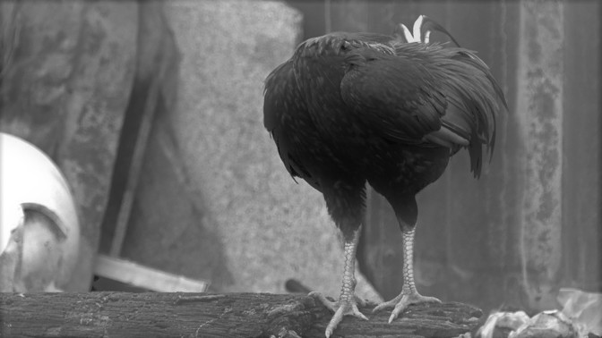 Podivuhodný příběh bezhlavého kuřete: Mike dokokrhal, ale stal se výdělečnou atrakcí