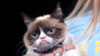 4 nejzábavnější profese na světě: Útěkář z vězení i manažer slavných koček