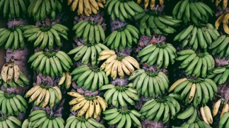 Banánové děti: Neobvyklá léčba celiakie jim nařizovala sníst 200 kusů ovoce týdně. Jak do dopadlo?